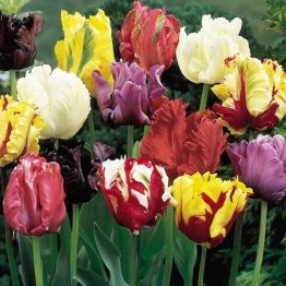 Tullipa Parrot-Tulipa Mix
