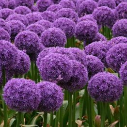 Allium Globemaster