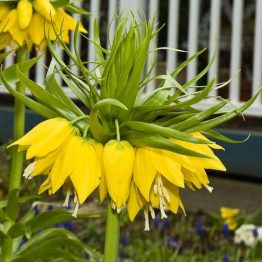 Fritillaria-Lutea