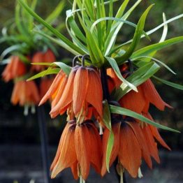 Fritillaria-Rubra