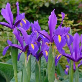 Iris Holandica Hybrid-Blue Magic