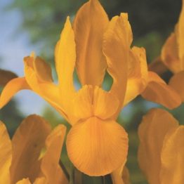 Iris Holandica Hybrid-Golden Beauty