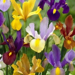 Iris Holandica Hybrid-Iris Mix