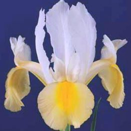 Iris Holandica Hybrid-Symphony