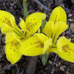 Iris Single-Danfordia
