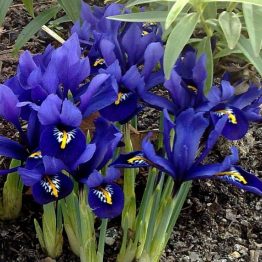 Iris Single-Harmoni