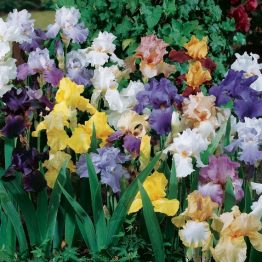 Iris Single-Iris Mix