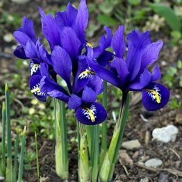 Iris Single-Pixie