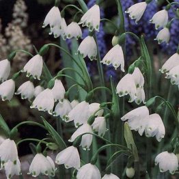 Leucojum-Aestivum
