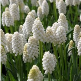 Muscari-Album