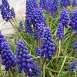 Muscari-Armeniacum