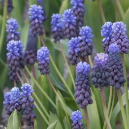 Muscari-Latifolium
