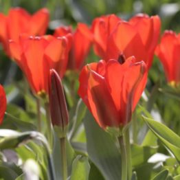Tulipa Fosterina-Madam Lefeber
