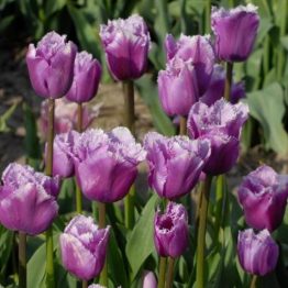 Tulipa Fringend-Blue Heron