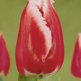 Tulipa Fringend-Canasta