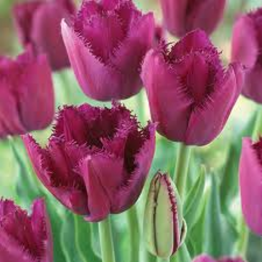 Tulipa Fringend-Curly Sue