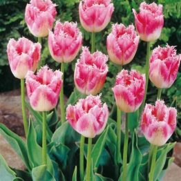 Tulipa Fringend-Fancy Frills