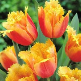 Tulipa Fringend-Lambada