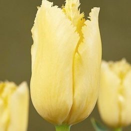 Tulipa Fringend-Maja
