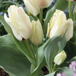 Tulipa Greigii-Albion Star