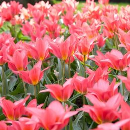 Tulipa Greigii-Toronto