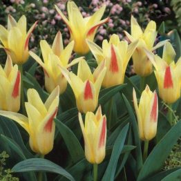 Tulipa Kaufmanniana-Johan Straus