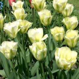 Tulipa Viridiflora-Spring Green