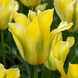 Tulipa Viridiflora-Yellow Springgreen1